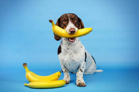 a dog embraces a banana in its maw
