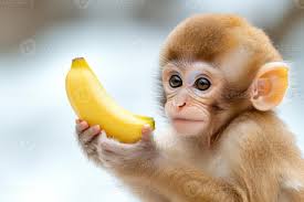 an adorable monkey with a banana